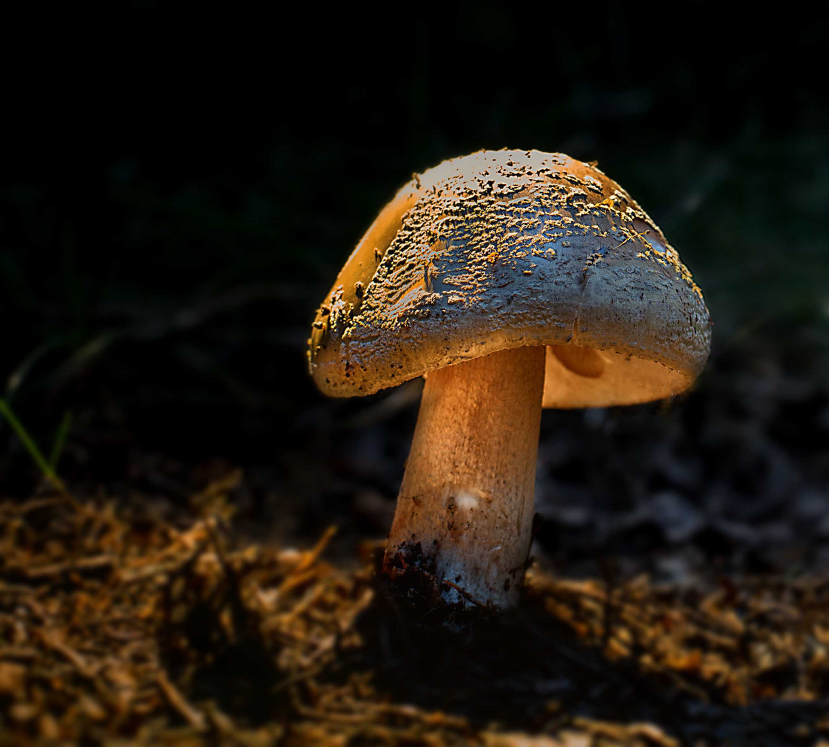 Beim Waldspaziergang entdeckt