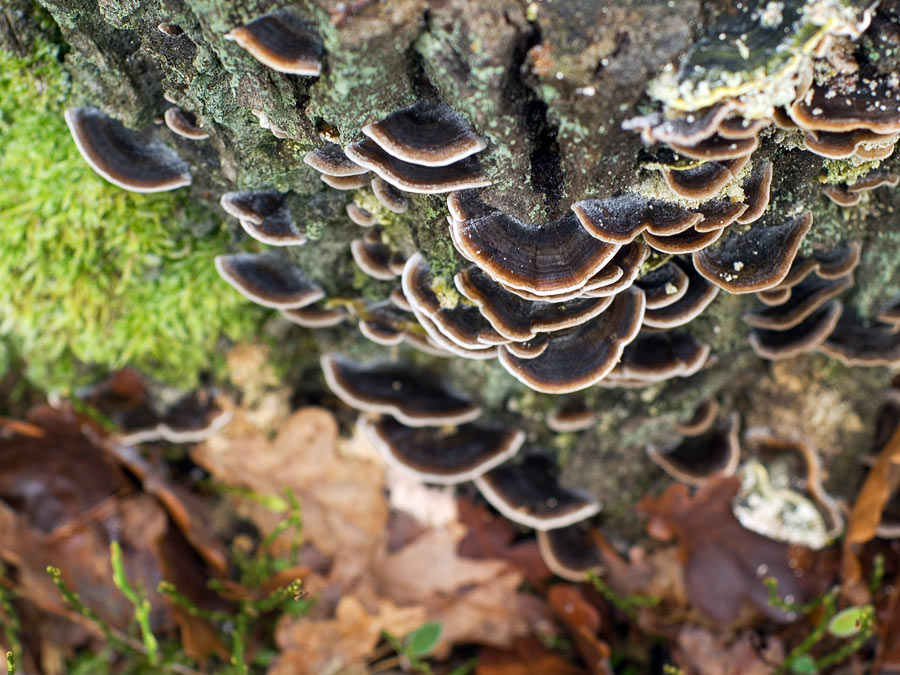 Beim Waldspaziergang im Dezember