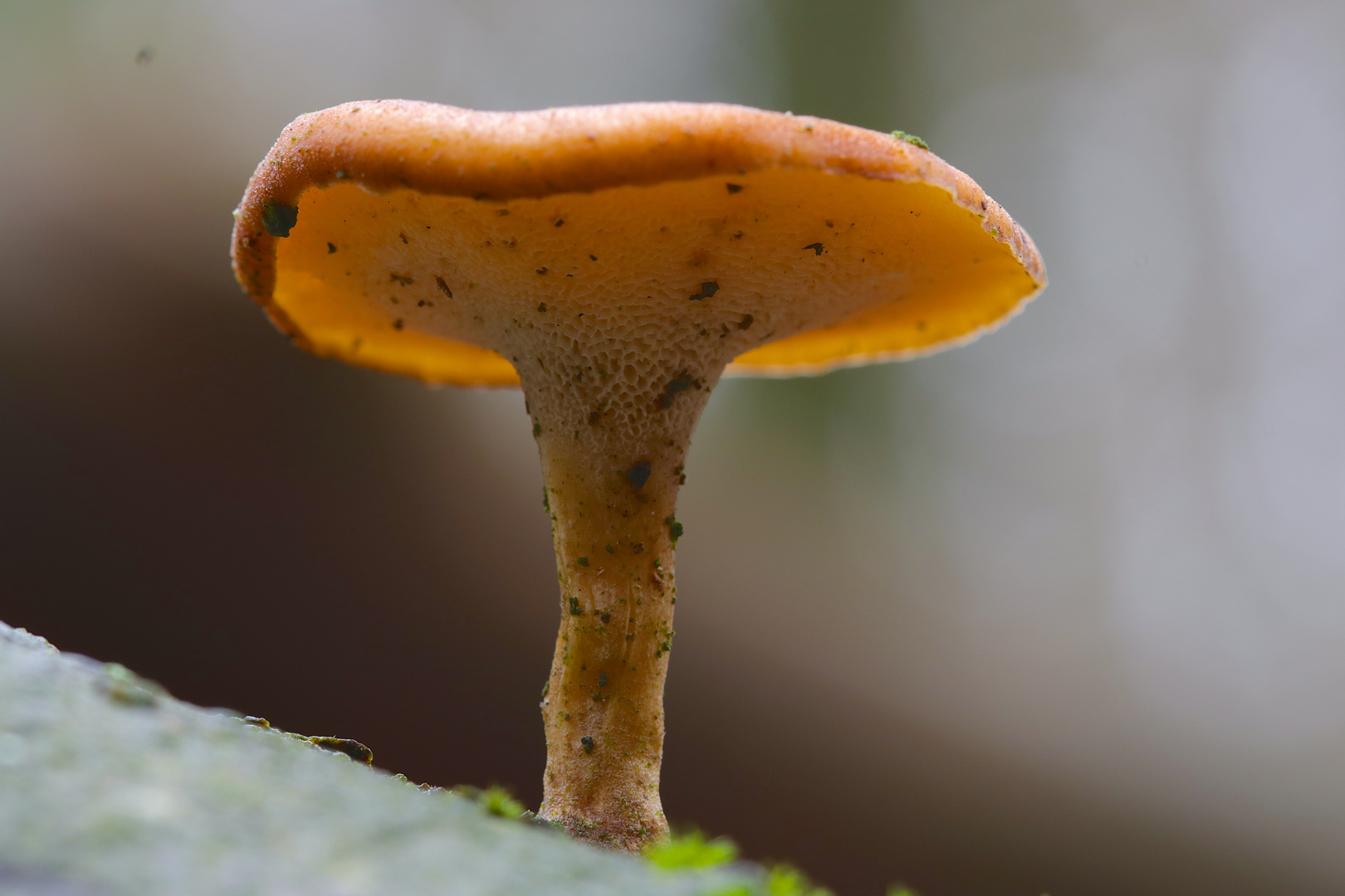 Beim Waldspaziergang im Wald gesehen