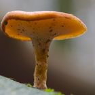 Beim Waldspaziergang im Wald gesehen