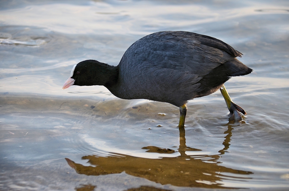 beim Wasser treten...