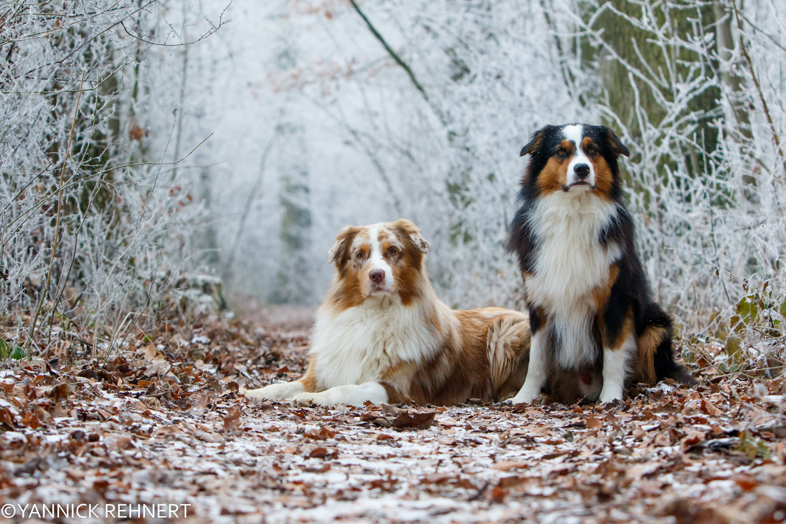 Beim Winterspaziergang