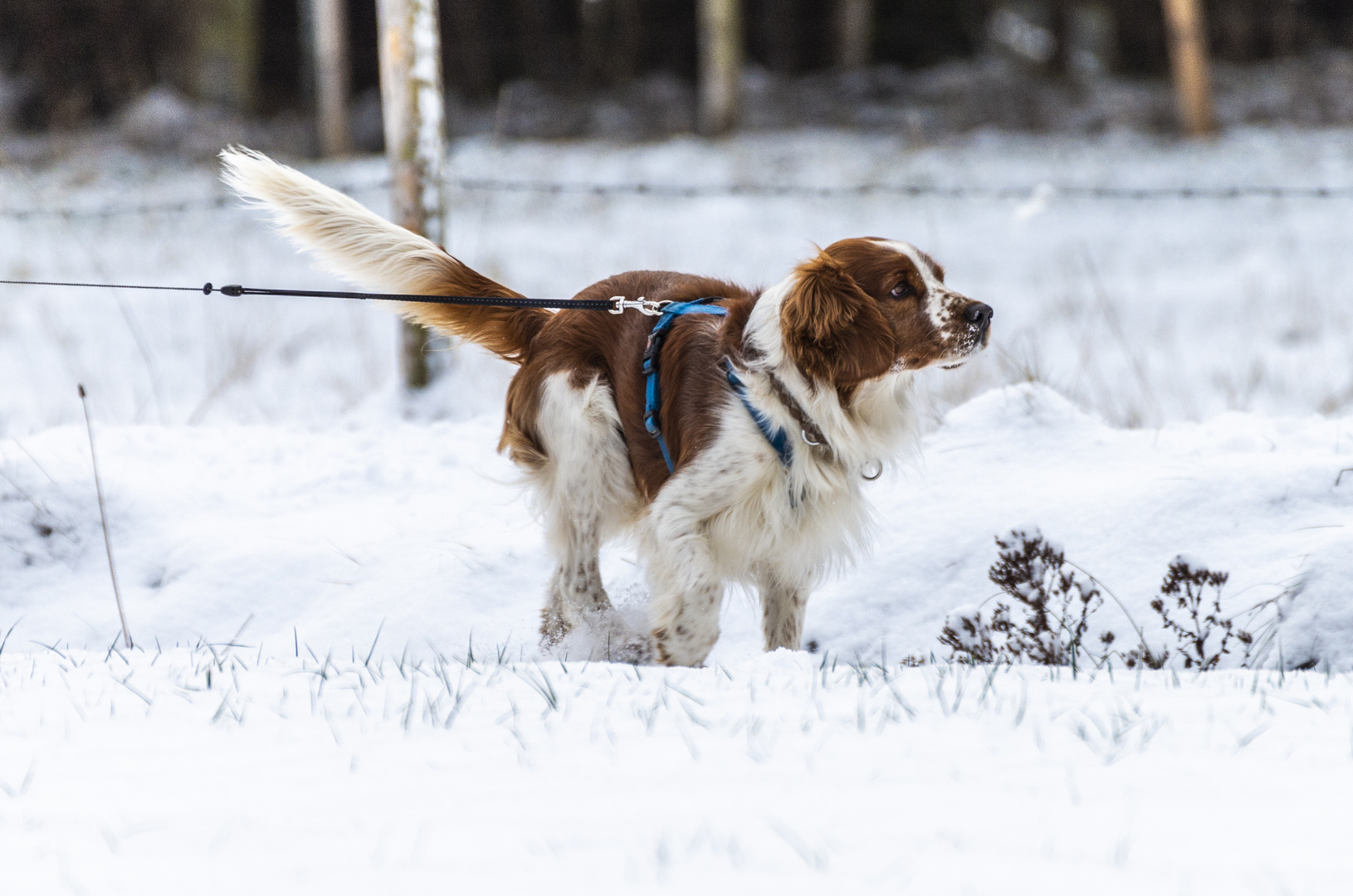 Beim Winterspaziergang im Schnee,