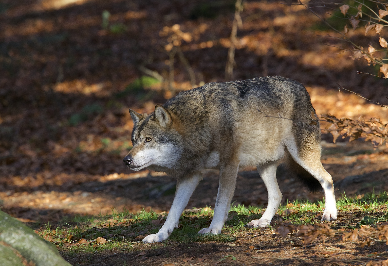 beim Wolf im Nationalpark Bayerischer Wald...