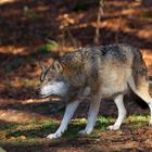 beim Wolf im Nationalpark Bayerischer Wald...