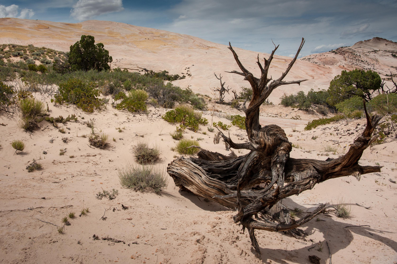 beim Yellow Rock, Utah