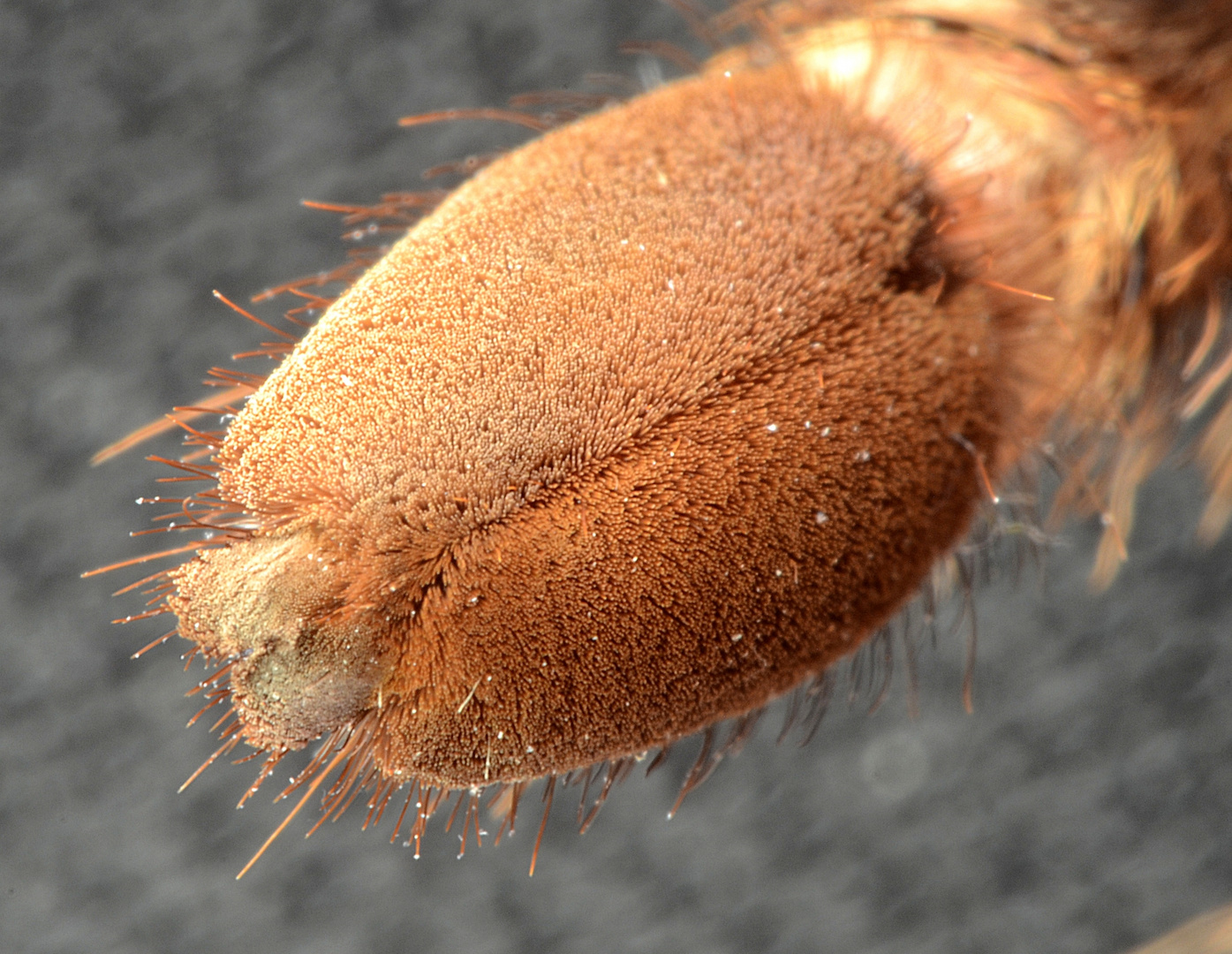 Bein Mexikanische Rotknie Vogelspinne