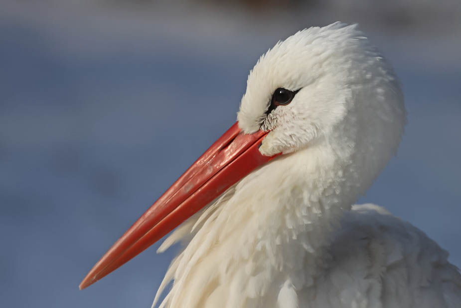 Bein Warten auf "unseren" Storch ...