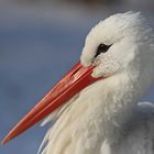 Bein Warten auf "unseren" Storch ...