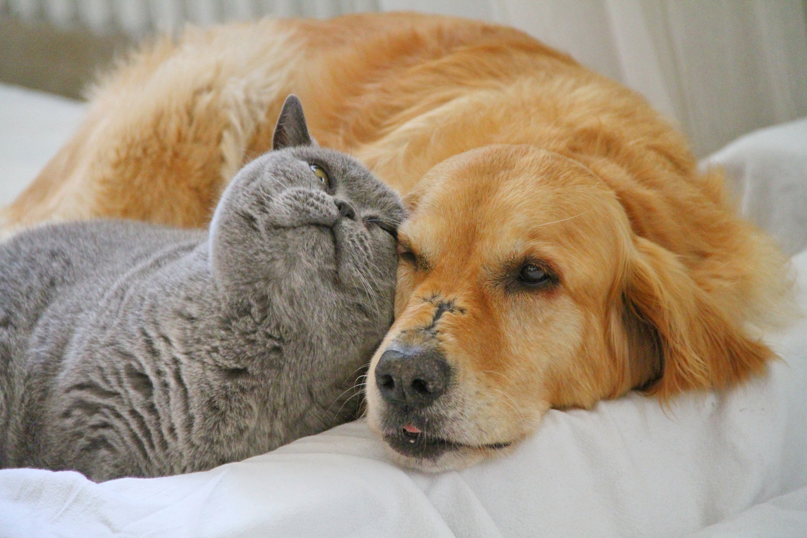 beinahe beste freunde