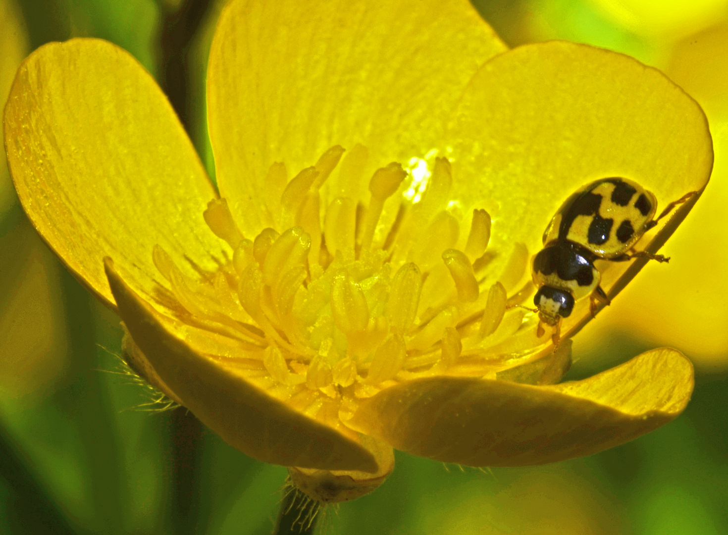 beinahe ganz in Gelb : Propylaea quatrodecimpunctata oder "Vierzehnpunkt" in Butterblumenblüte