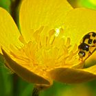 beinahe ganz in Gelb : Propylaea quatrodecimpunctata oder "Vierzehnpunkt" in Butterblumenblüte