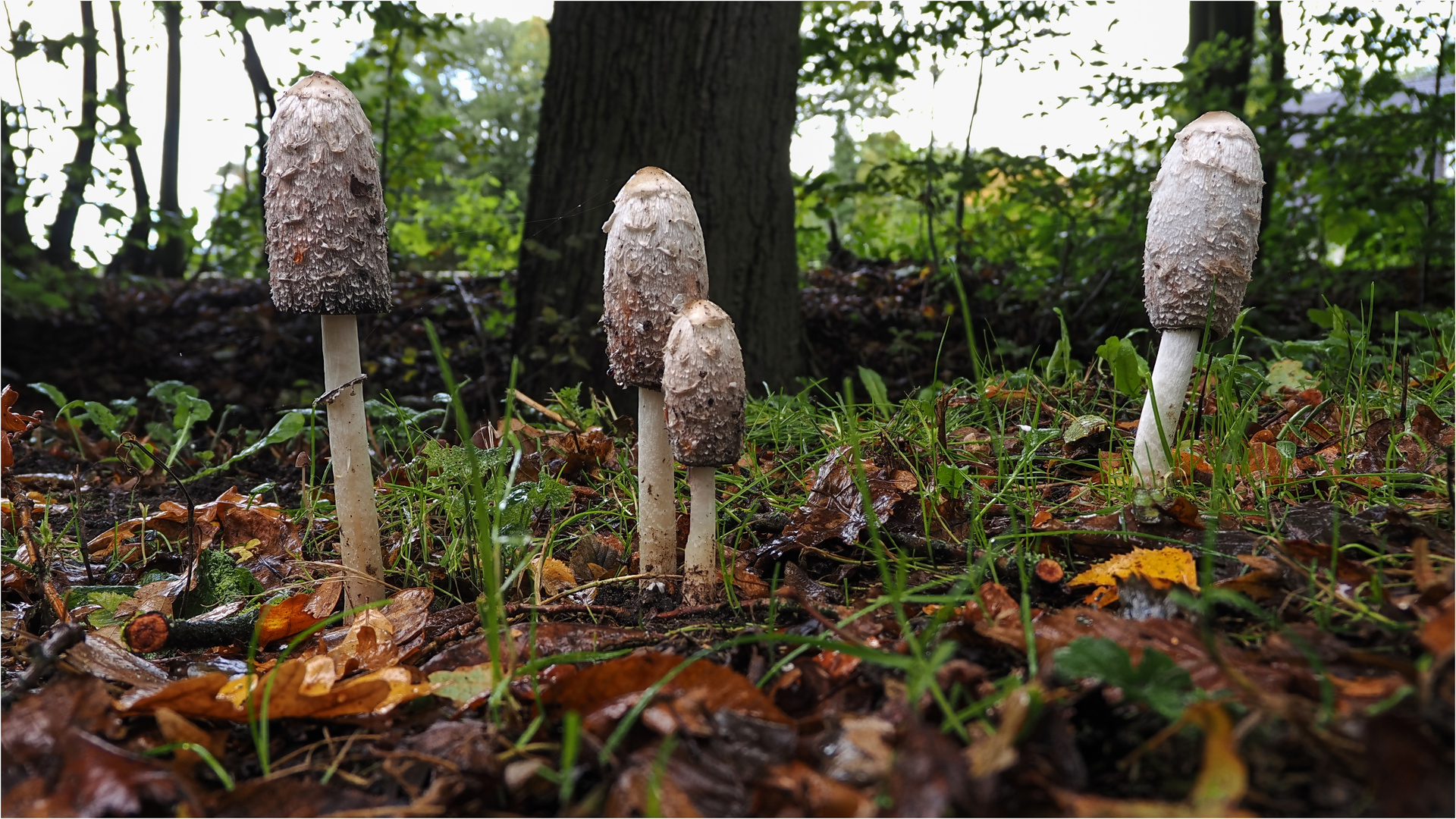 beinahe hätte ich sie beim Einparken auf dem Grünstreifen über den Haufen gefahren  .....