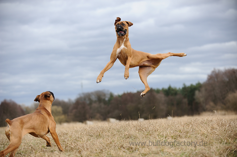 Lustige Bilder Sturm Mit Hund
