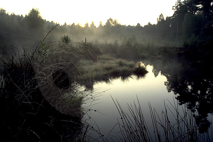 beinahe schwarzweiß... Foto & Bild | landschaft, moor ...