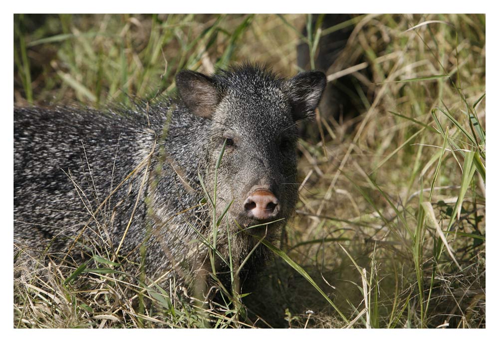 Beinahe Schwein gehabt