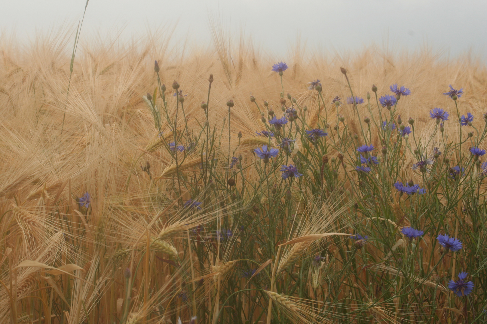 Beinahe Sommer