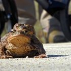 beinahe wären Angela und Uwe unter die Räder gekommen