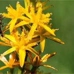 Beinbrech (Narthecium ossifragum) mit Fliege