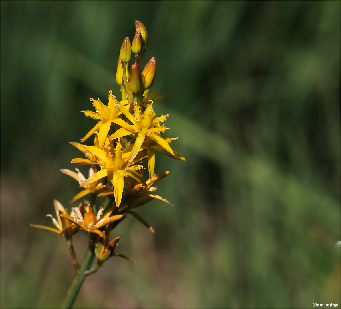 Beinbrech (Narthecium ossifragum) oder Moorlilie