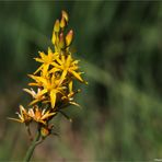 Beinbrech (Narthecium ossifragum) oder Moorlilie