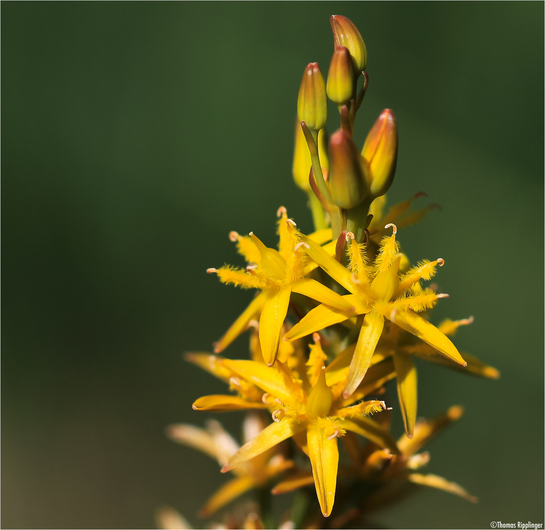 Beinbrech (Narthecium ossifragum) oder Moorlilie. Foto & Bild