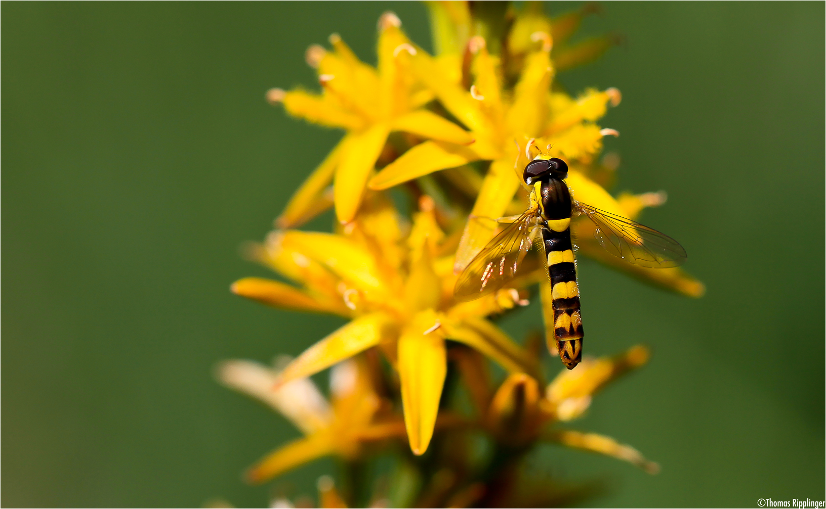 Beinbrech (Narthecium ossifragum) oder Moorlilie..