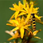 Beinbrech (Narthecium ossifragum) oder Moorlilie..