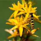 Beinbrech (Narthecium ossifragum) oder Moorlilie.