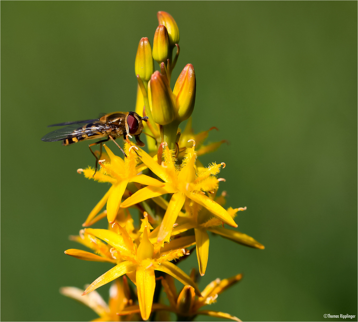 Beinbrech (Narthecium ossifragum) wie er in der Wiese steht.