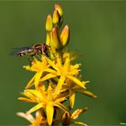 Beinbrech (Narthecium ossifragum) wie er in der Wiese steht.