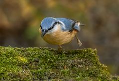"BEINCHEN AUSSCHÜTTELN"