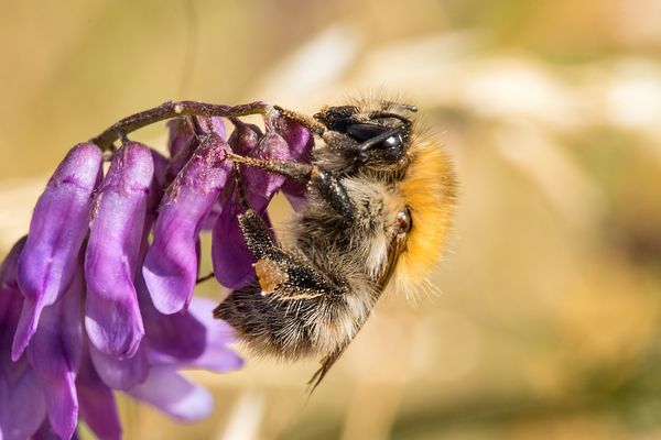 Beinchen bei der Arbeit!