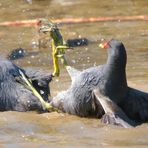 BEINDRÜCKEN FÜR RÜCKENSCHWIMMER