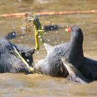 BEINDRÜCKEN FÜR RÜCKENSCHWIMMER