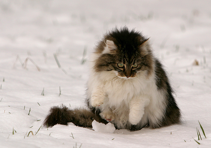 Beinsalat...oder auch Ihh Schnee