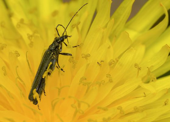 BEINTRAINING AUF GELBER YOGAMATTE