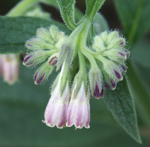 Beinwell (Comfrey)