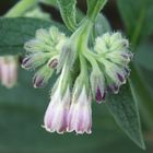 Beinwell (Comfrey)