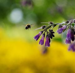 Beinwell, Ginster, Hummel 