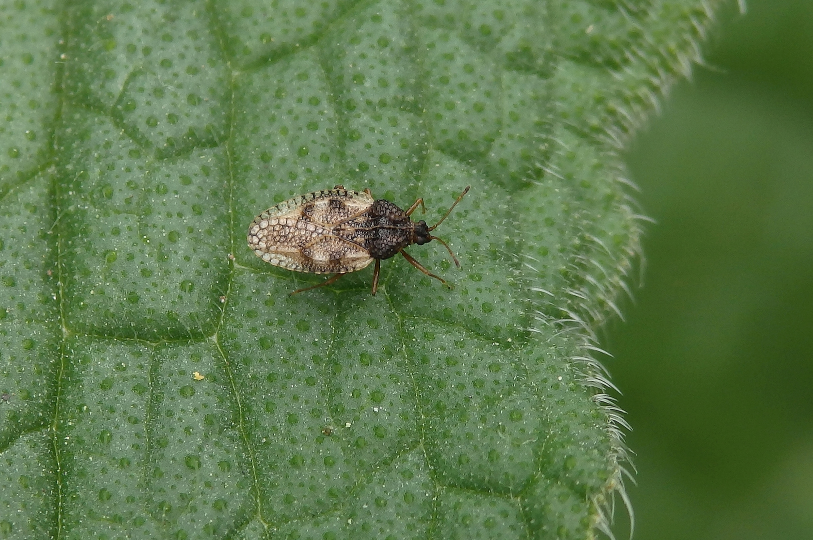 Beinwell-Gitterwanze (Dictyla humili) auf Beinwell