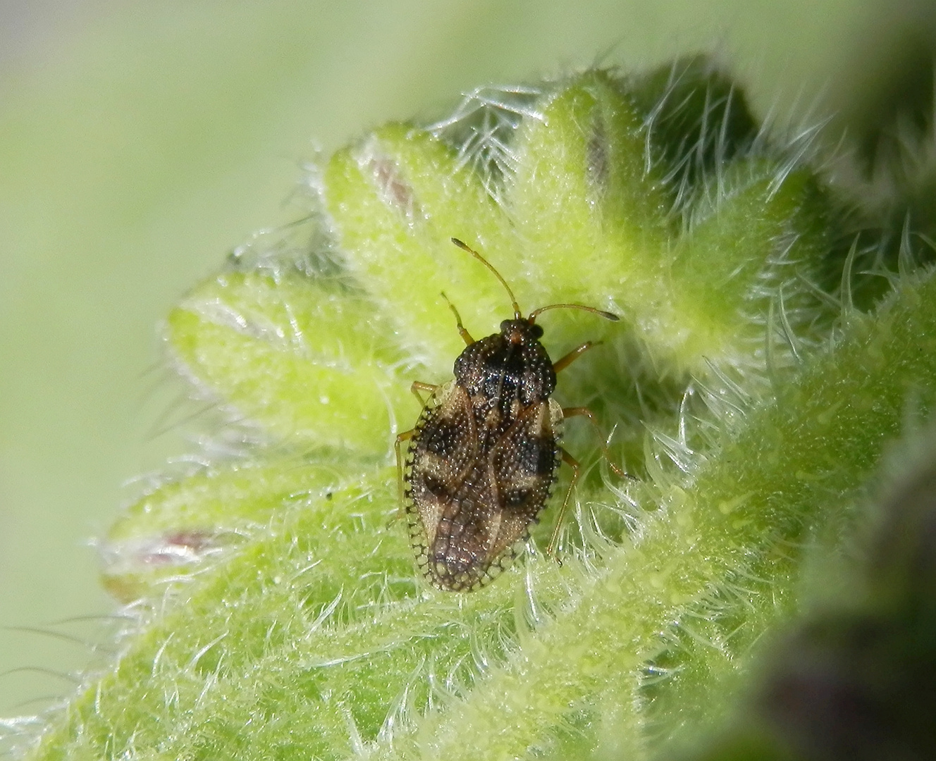 Beinwell-Gitterwanze (Dictyla humuli)