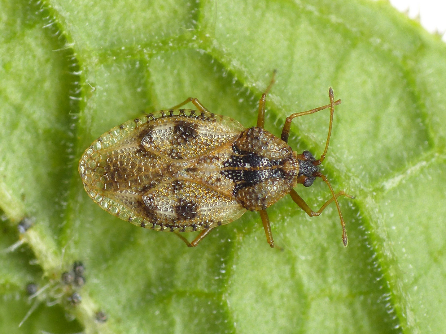 Beinwell-Gitterwanze (Dictyla humuli) auf Beinwell