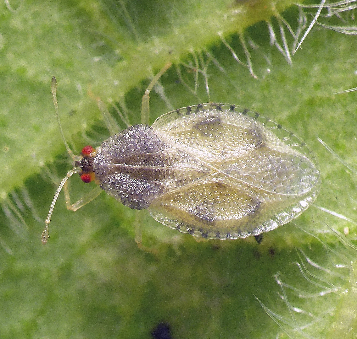 Beinwell-Gitterwanze (Dictyla humuli) - junges Imago