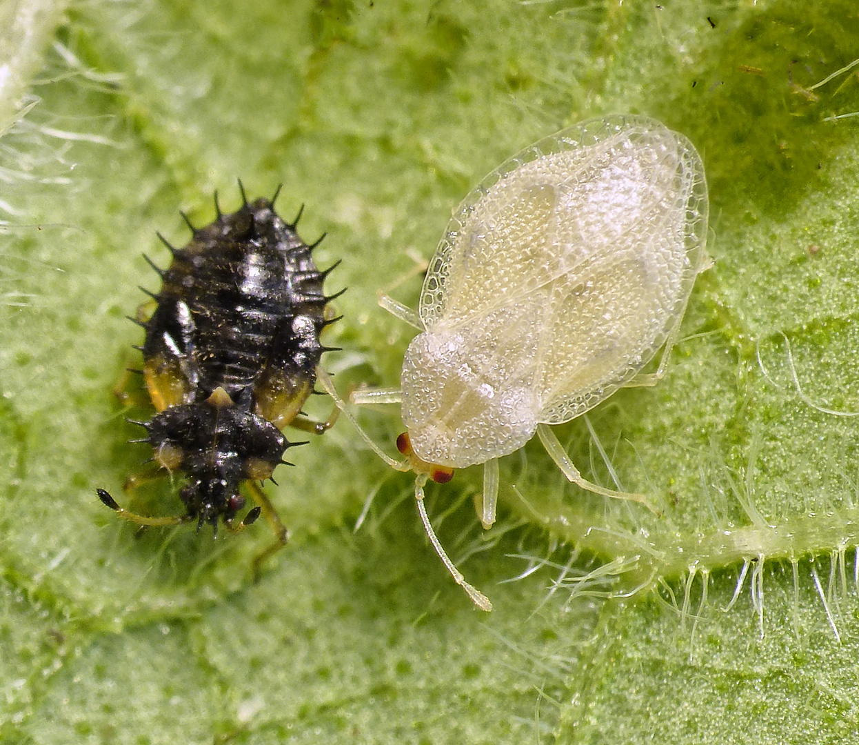 Beinwell-Gitterwanze (Dictyla humuli) - Larve & frisches Imago