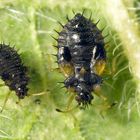 Beinwell-Gitterwanze (Dictyla humuli) - verschiedene Larvenstadien