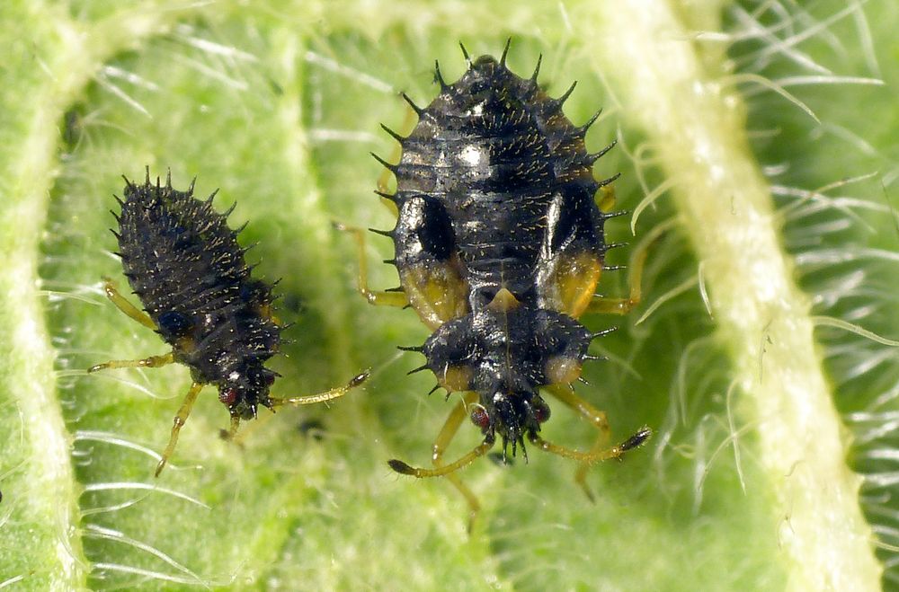 Beinwell-Gitterwanze (Dictyla humuli) - verschiedene Larvenstadien