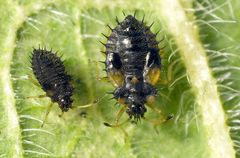 Beinwell-Gitterwanze (Dictyla humuli) - verschiedene Larvenstadien