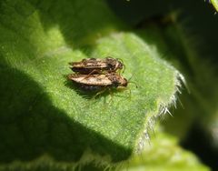 Beinwell-Gitterwanzen (Dictyla humuli) in inniger Zweisamkeit