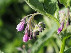 Beinwell (Symphytum officinale)